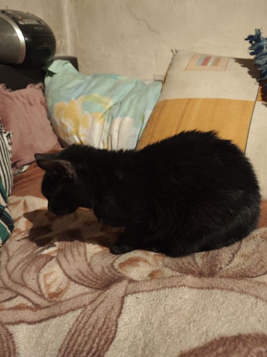 Ofer spre adopție un motănel orb