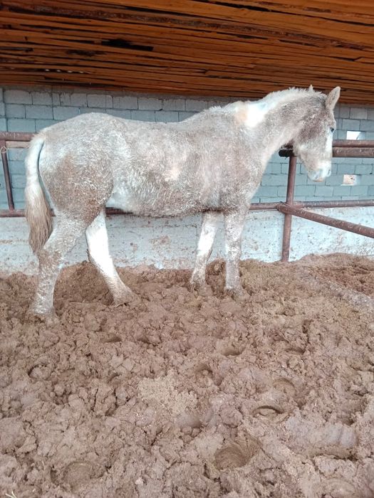 1.70 бие сатылады