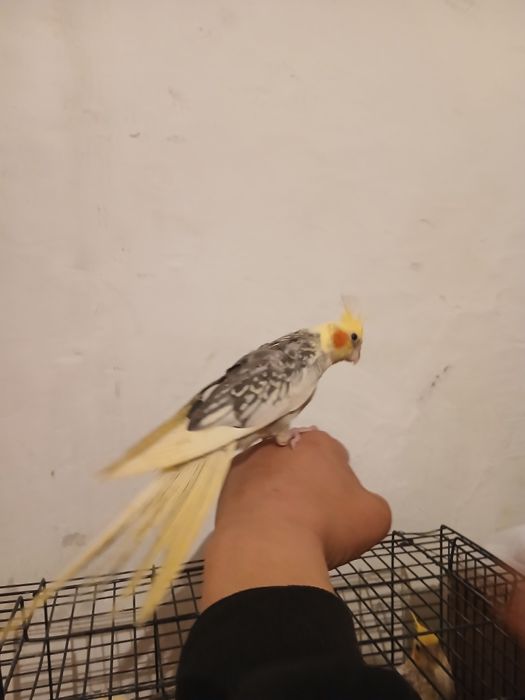 Продам попугаи корелла