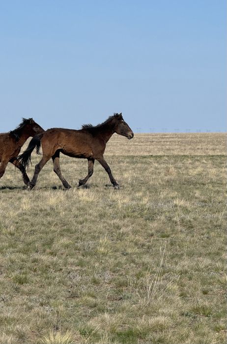 Продам кобыл(байтал)2-х годовалые