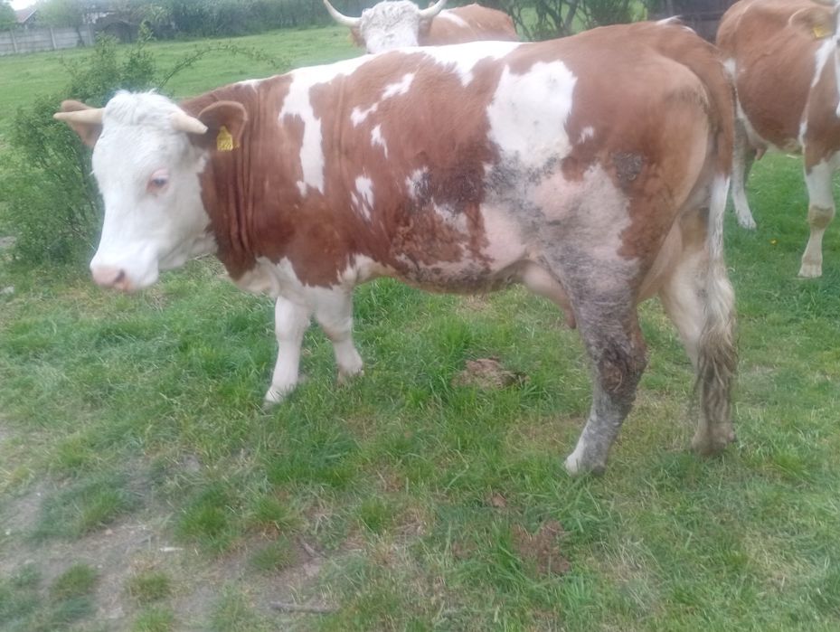 Vând juninca de 2 ani