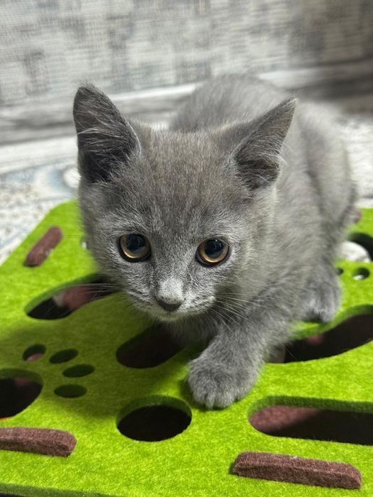 Британский серый котёнок