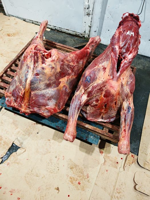 Мясо говядины конины