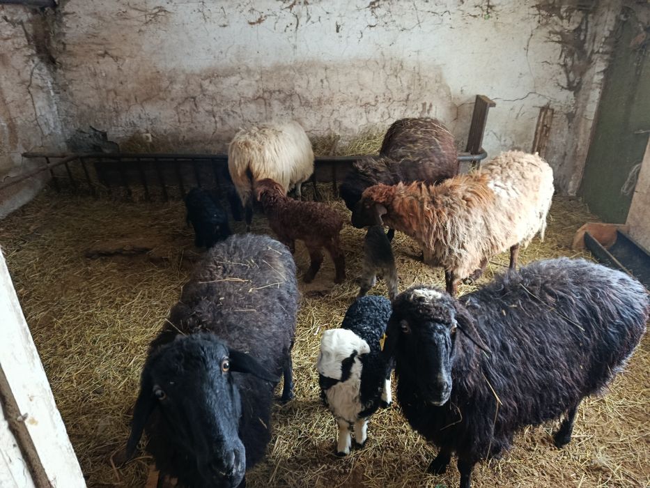 Коздайтын койлар сатылады