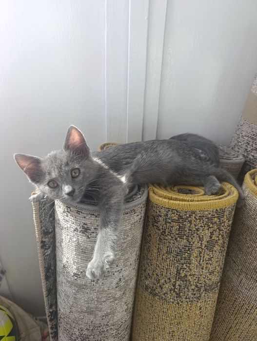 Pisica spre adoptie