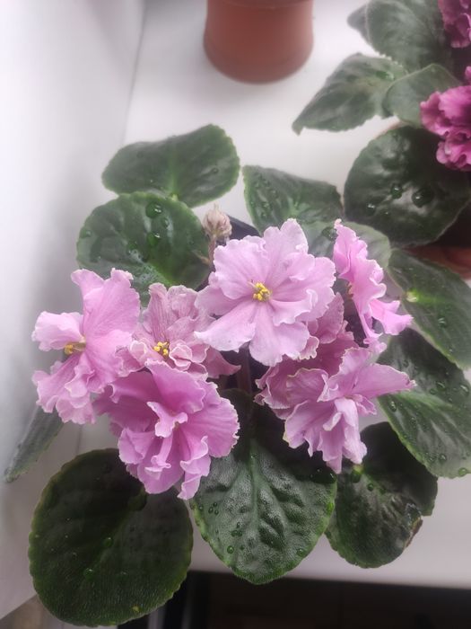 Фиалки цветущие  сортовые