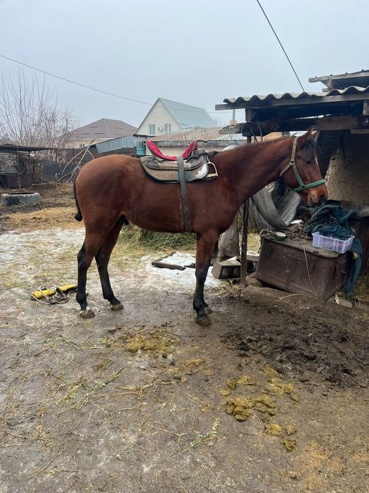 Лошадь Айгыр Жылкы