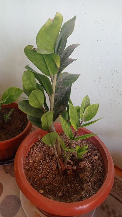 Гуллар сотилади буйи 25 30см