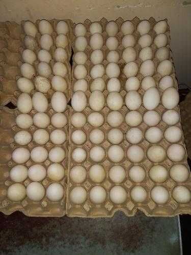 O'rdak tuxumlari optom va dona sotiladi!