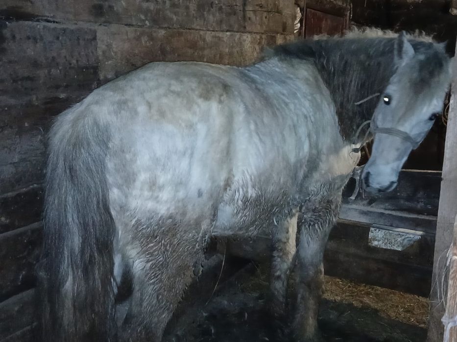 Продаётся жеребец