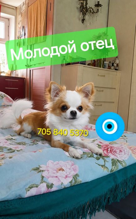 Чихуахуа лапочка мальчик