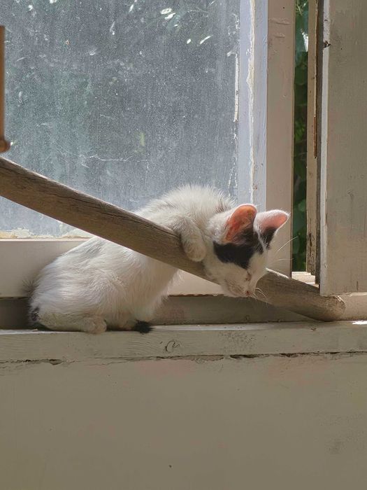 3 Новородени Котета