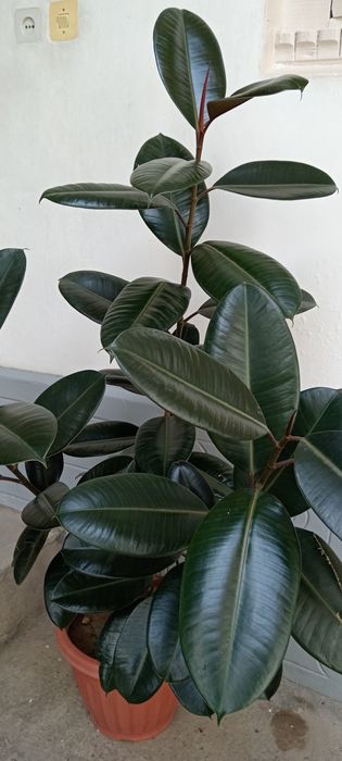 Qora shaxzoda alohida sotiladi 2ta