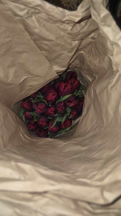 Тюльпаны голландские