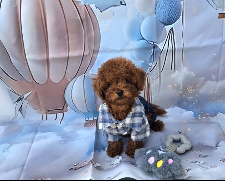 Пудел той Poodle Toy генетични тестове на родителите / Родославие