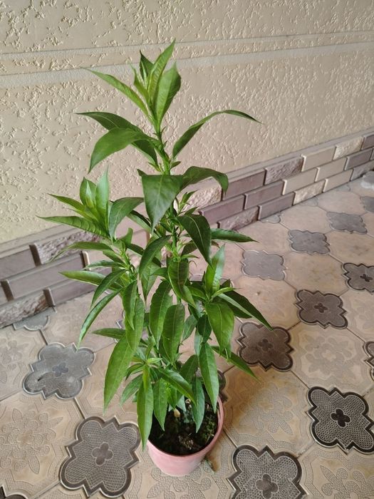 Комнатные цветы, растение, Honaki gullar, gul, ko'chatlar