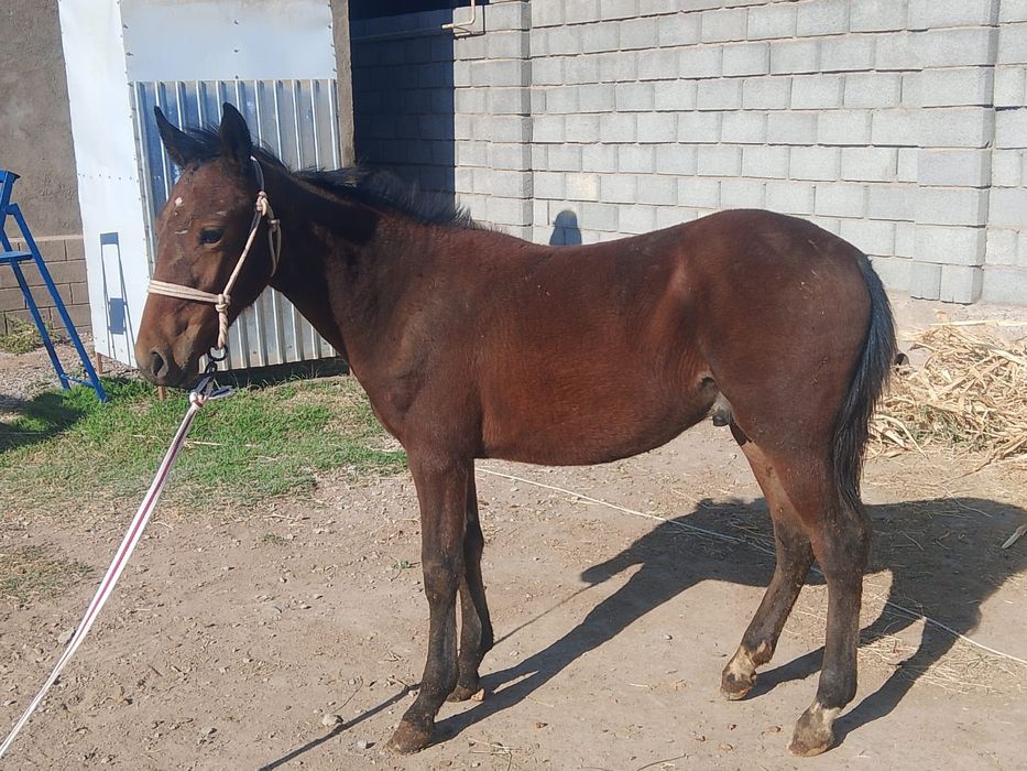 Еркек тай бар бағасы қолжетімді