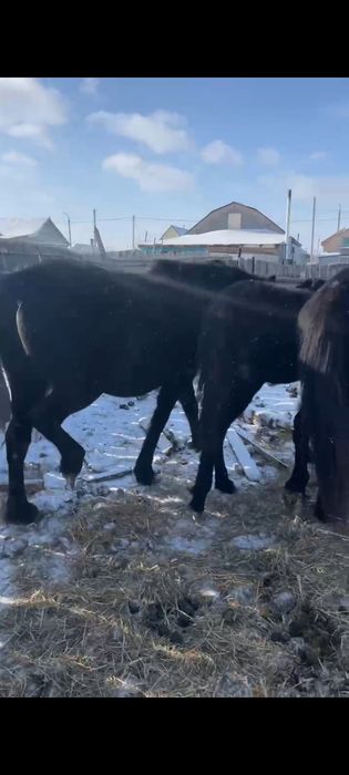 Продам кобыл жеребых.