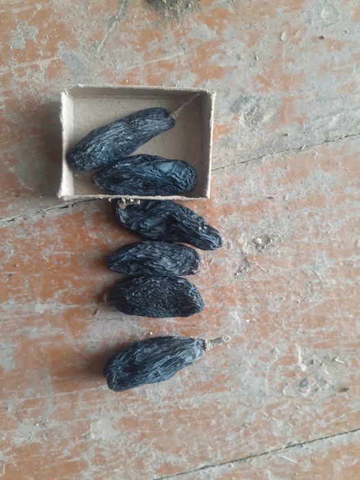 Gigant (sirliboy navli) uzum (mayiz) bog‘(tok) kuchatlari