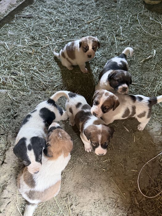 Кушик саттылады тобет