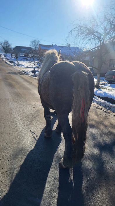 Vând armăsar 3 ani