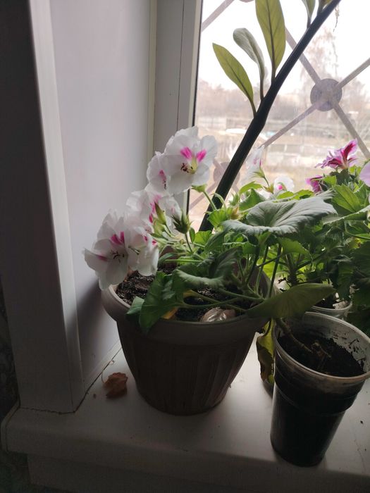 Продам королевскую пеларгонию