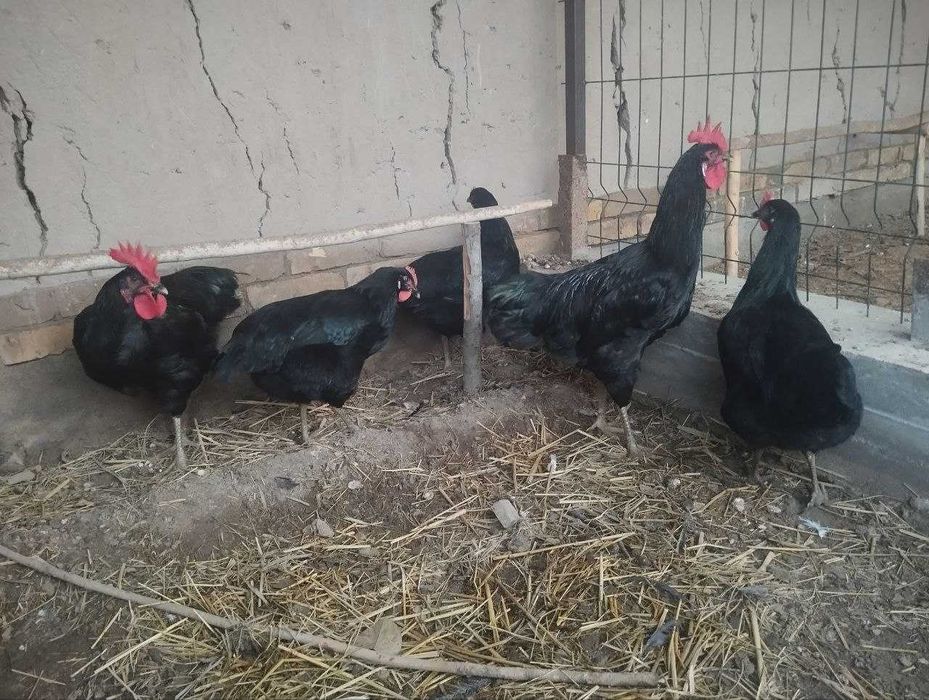 Qora shahzoda tovuq tuxumlari