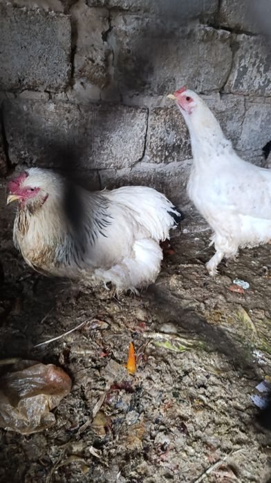 Tovuq xorozla hashaksi yo hammasi zottor uyda oʻchirilgan dakan brama