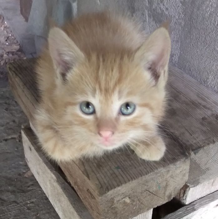 Котята рыжие мальчики