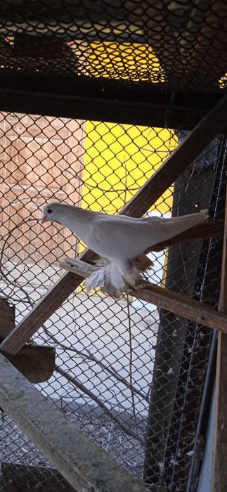 Породам голубей домашних