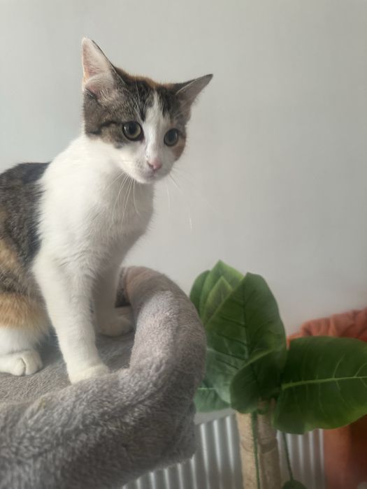 Zambolina cauta casuta