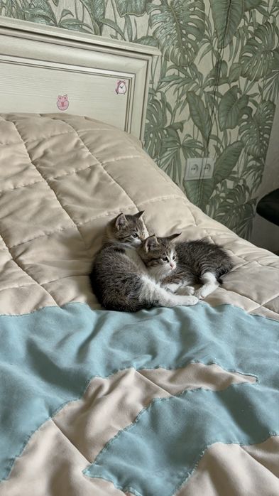 Отдам  котят 2 месяца