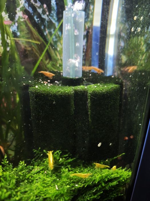 Креветки аквариумные