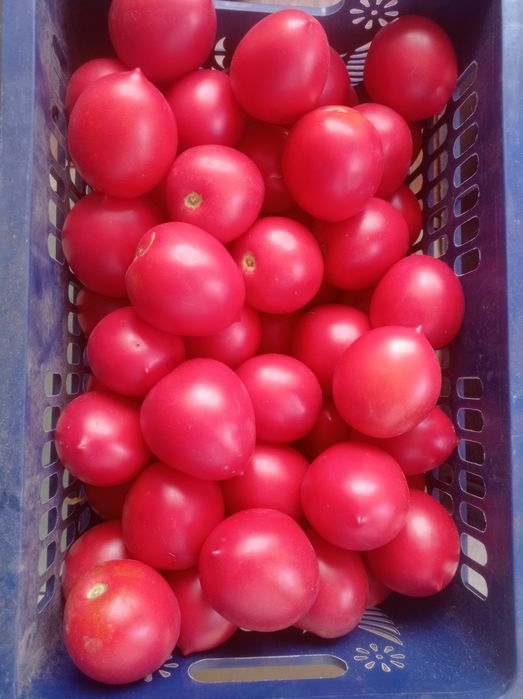 Продам помидоры домашние