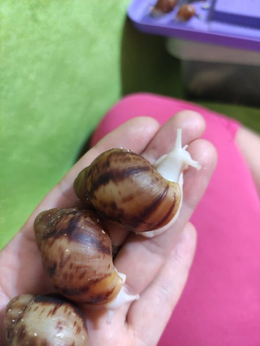 Улитки. Архахатина овум.
