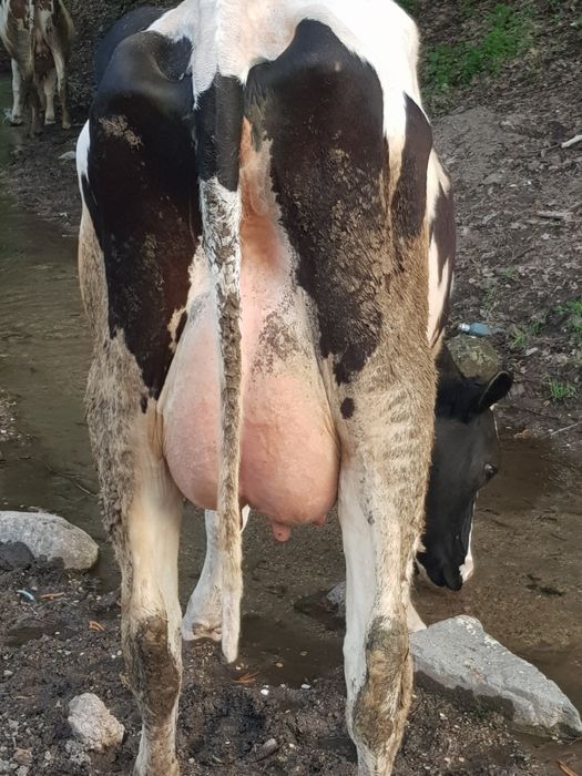 Продам корову высокоудойную