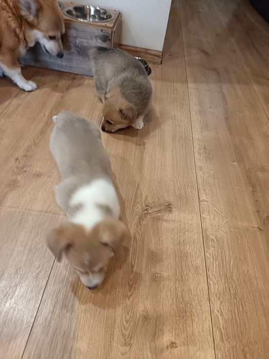 Корги Пембург бебета