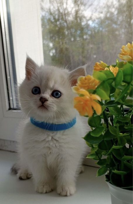 Продается серебристая шиншила