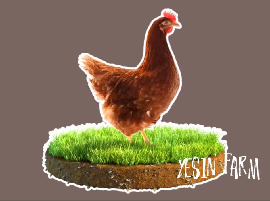 Инкубационные яйца несушка ломан браун — отличный вывод