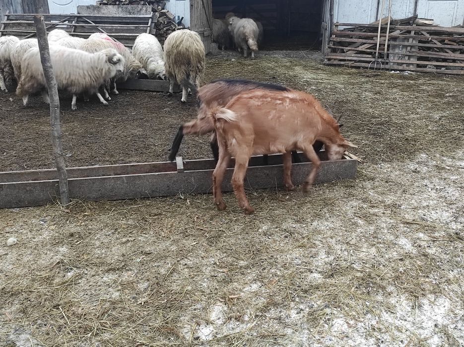 Capre alpine franceze