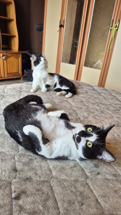 Подарявам котета