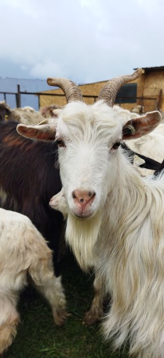 Produse lactate bio: Cas / Urda / Lapte Capra - Livrare la domiciliu