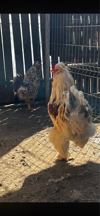 Oua Gaini Motate Incaltate Barboase