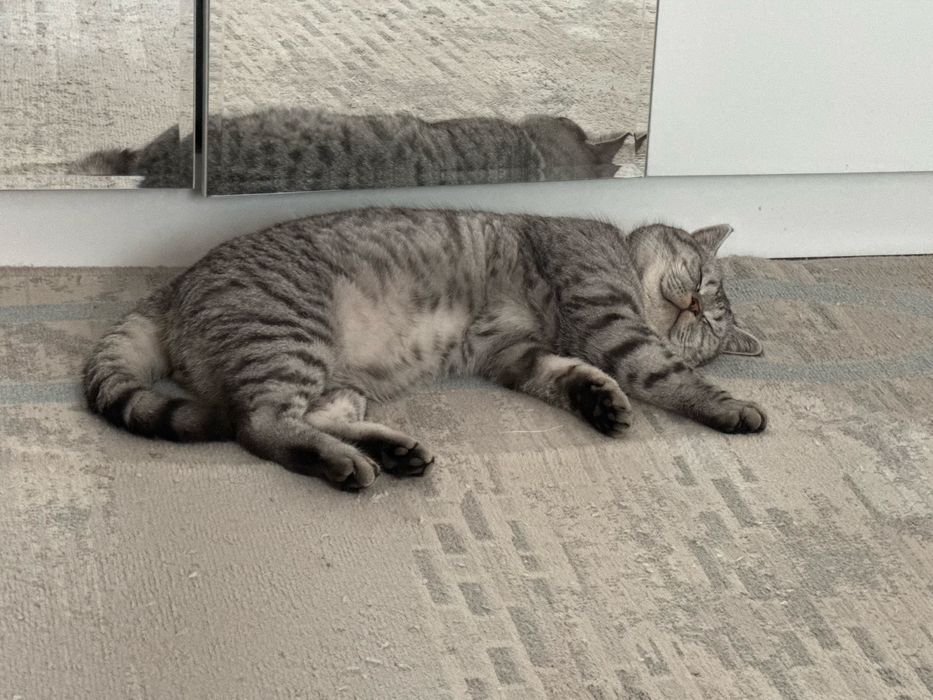 Отдам кота в добрые руки