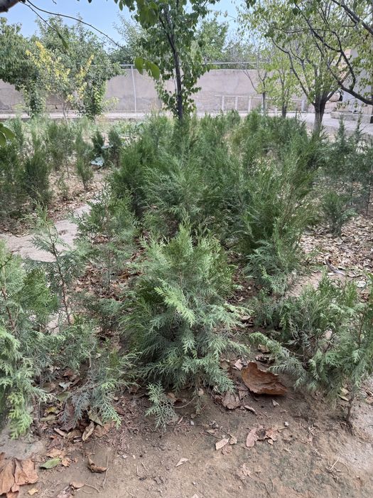 Тұқымнан көгерген Ёлка (тұя) сатылады