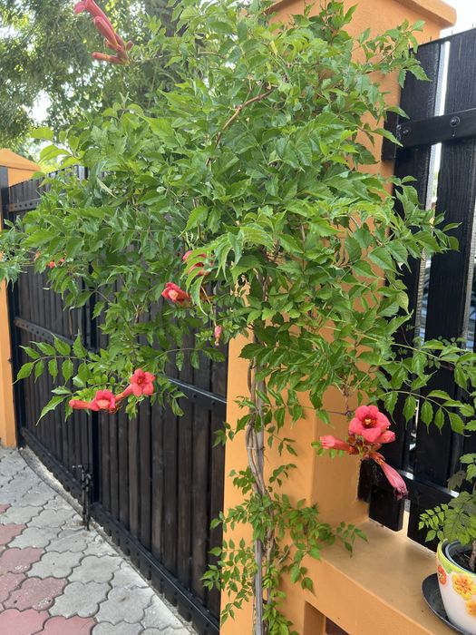 Luleaua turcului  tip copac    de 2 m si  maici Domnului