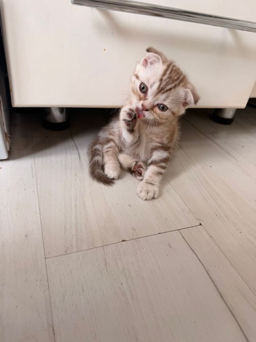 Продам шотландских котят