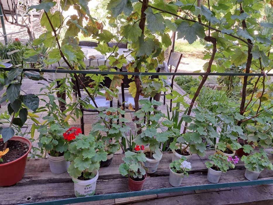 Герани комнатные цветы