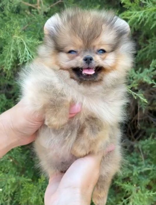 Щенки померанского шпица