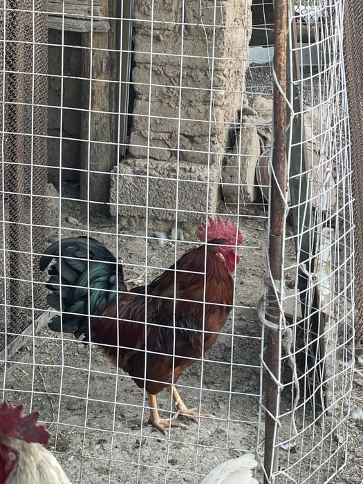 Jaydari x’oroz 10ta